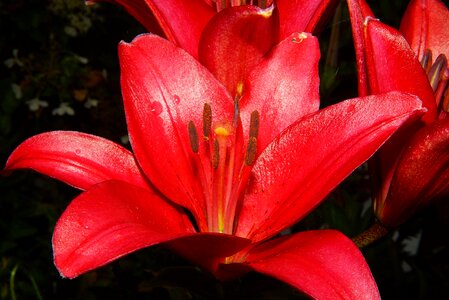 Red close up bloom