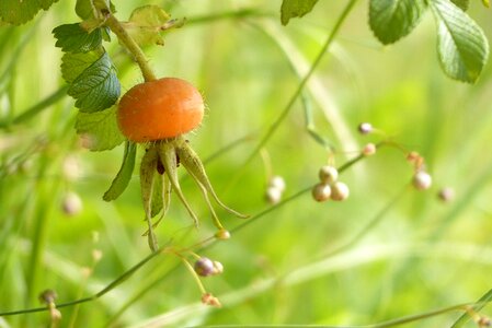 Summer rose hips japan