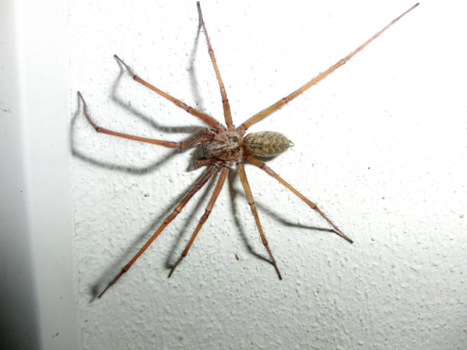 Animals arachnids arachnid
