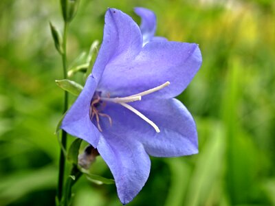 Bloom purple plant photo