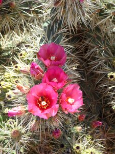 Plant flora cactus greenhouse photo