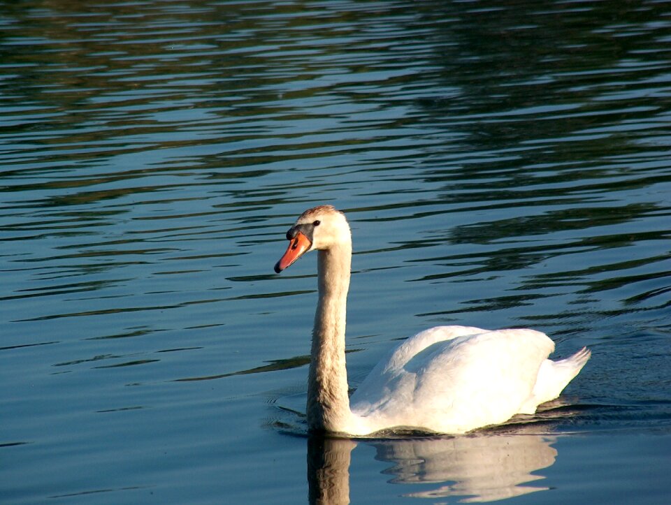 Nature bird animal world