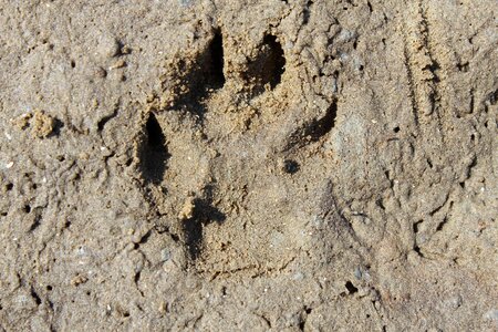 Dog tracks tracks in the sand beach photo