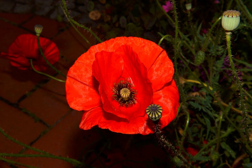 Red klatschmohn colorful