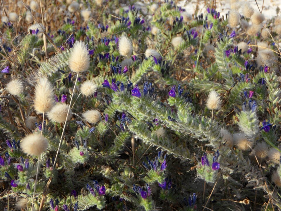 Sand mediterranean dune