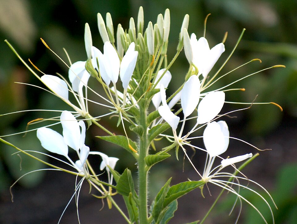 Plant blossom bloom