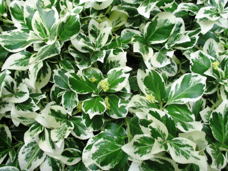 Leaves white green