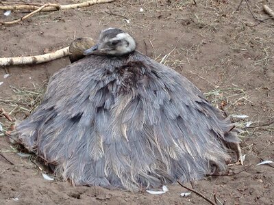 Hen breed nest