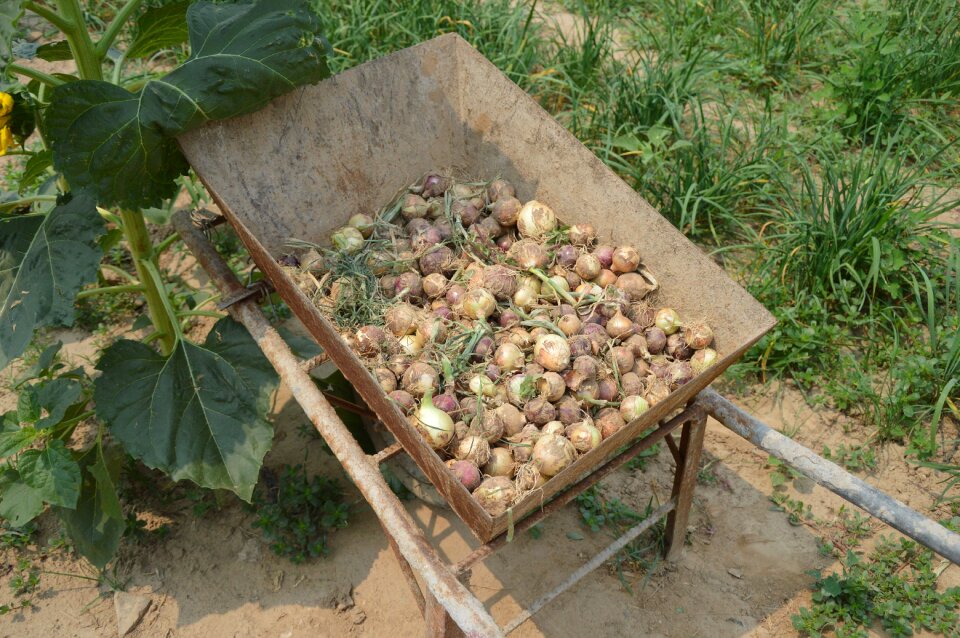 Wheel barrel farm garden