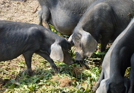 Animal farm