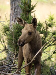 Young animal young sweden