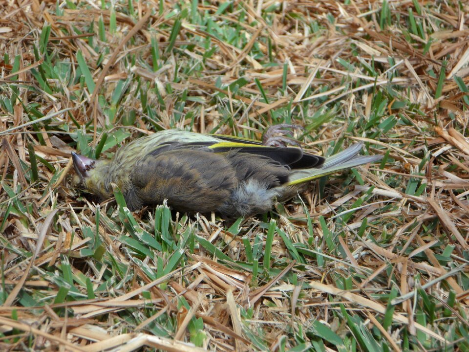 Dead death dead bird