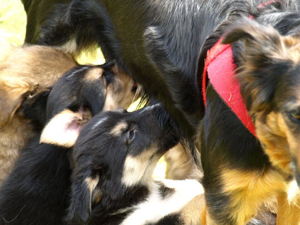 Dogs thirsty hungry