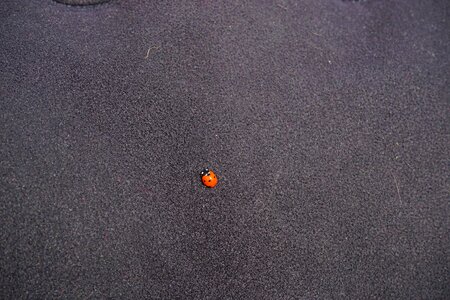 Small lucky charm red