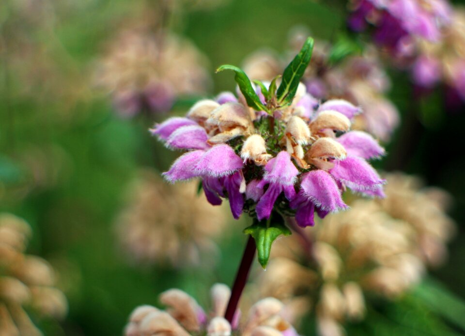 Lip flowers lamiaceae flower ring