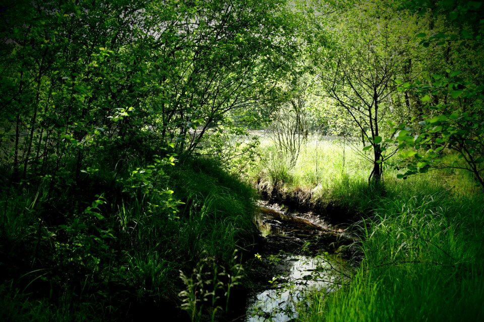 Trees summer around the pond
