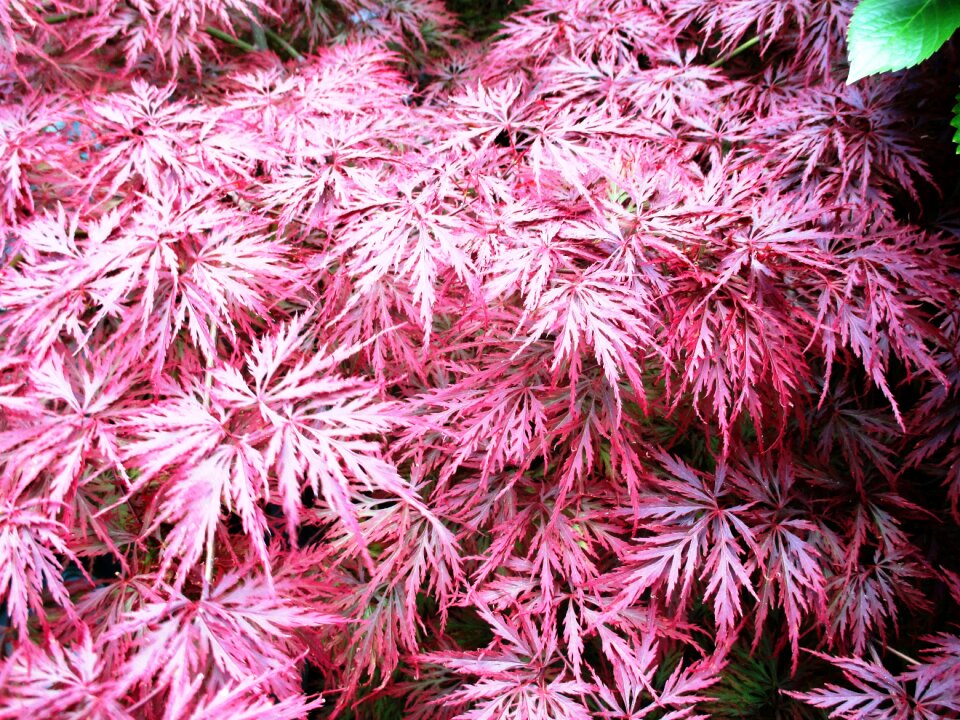 Plant tender summer