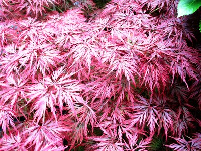 Plant tender summer