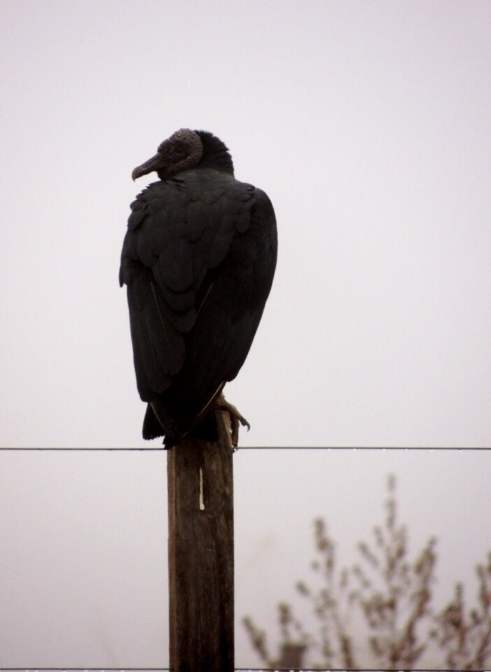 Vulture bird butcher
