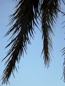 Detail silhouette leaves