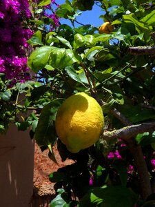 Citrus fruit fruit yellow
