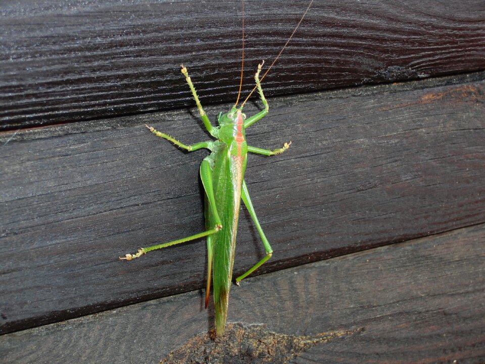 Insect viridissima animals