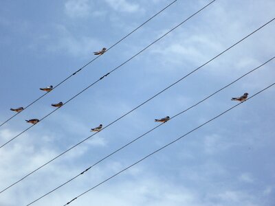 Collect sit birds