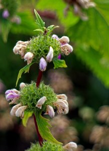 Lip flowers lamiaceae flower rings