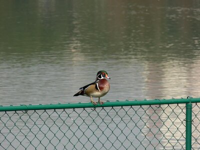 Birdwatching bird