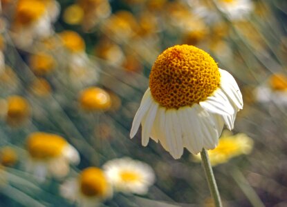 Composites medicinal plant medicinal herb photo