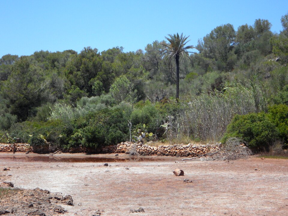 Mediterranean flora landscape