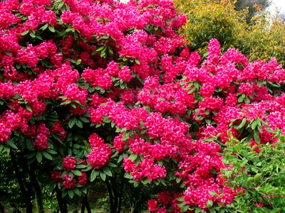 Spring plant flora