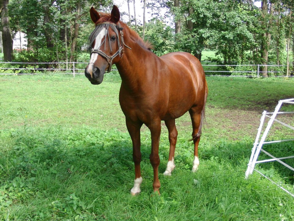 Horse nature animal