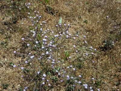 Plant ground cover flowers