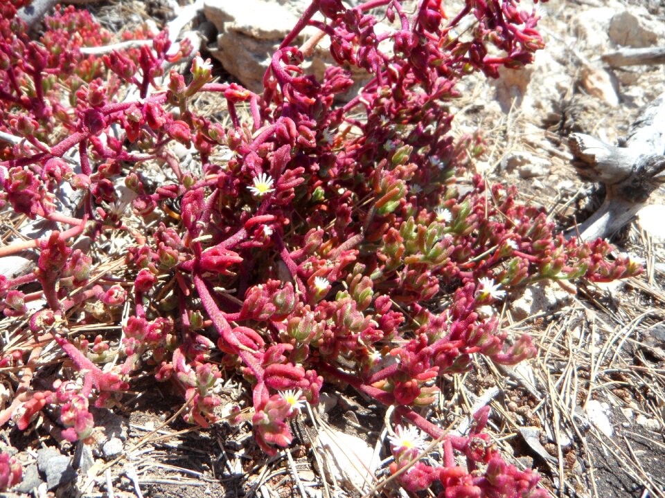 Rocky steinig mediterranean