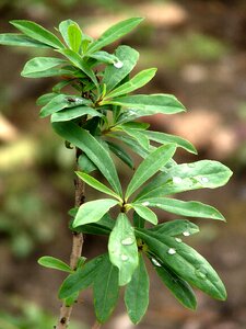 Close up leaf plant