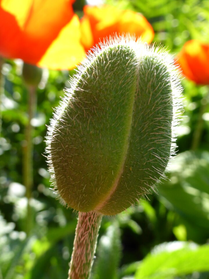 Plant close up backlighting