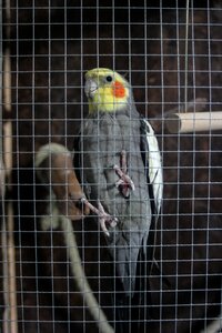 Cage parakeet cockatiel photo
