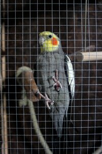 Cage parakeet cockatiel