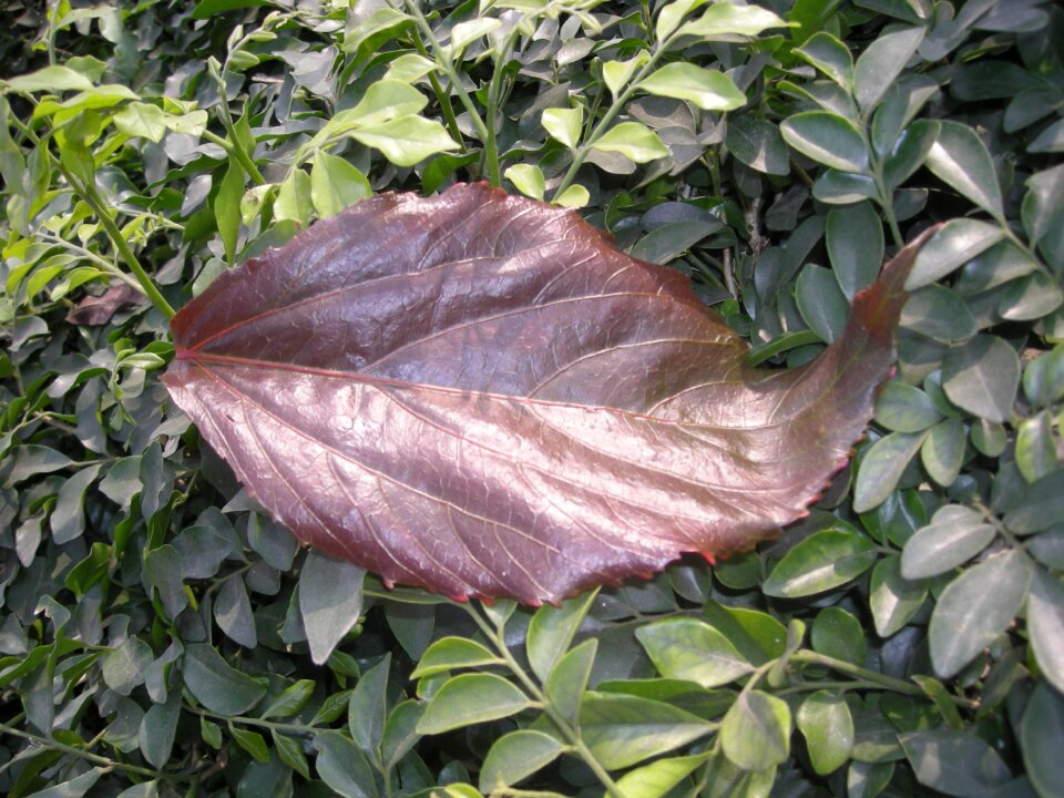 Natural plant