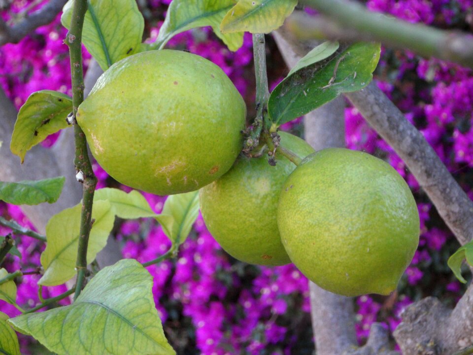 Mediterranean garden summer plant