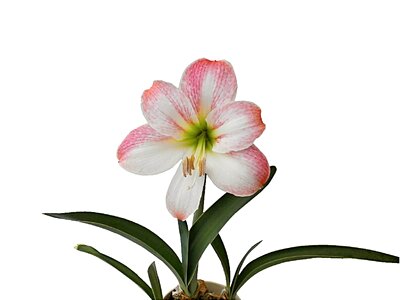 Amaryllis summer flowers ichirin no hana