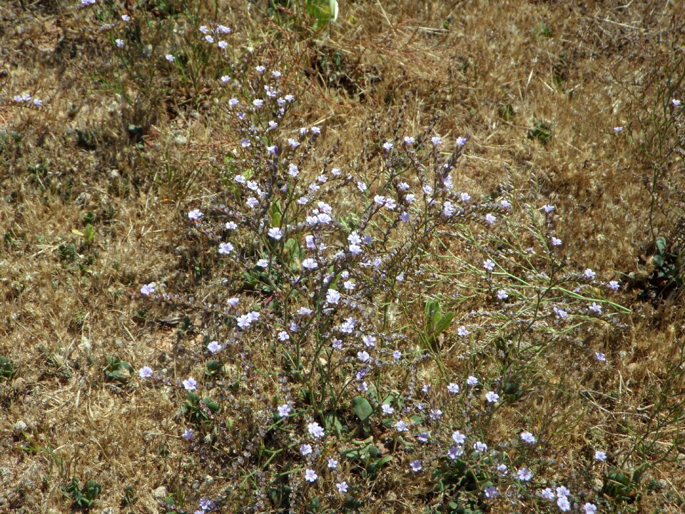 Plant ground cover flowers