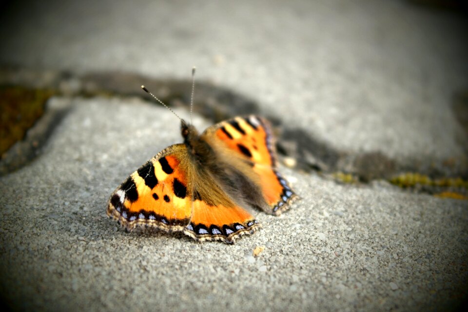 Insect coloring path