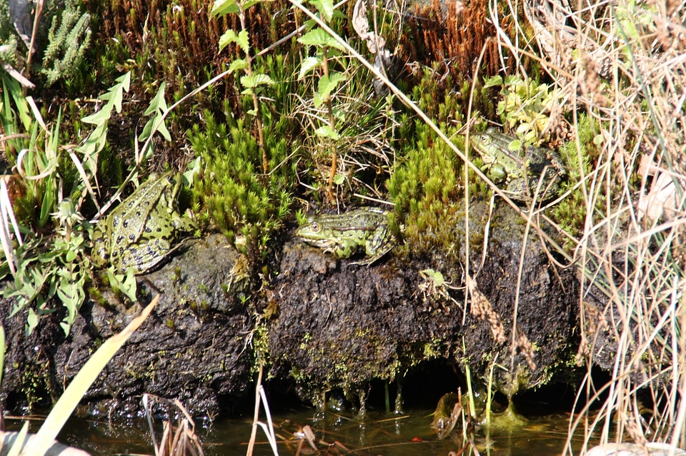 Pond green water creature photo