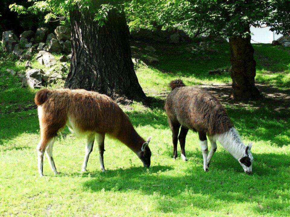 Zoo nature