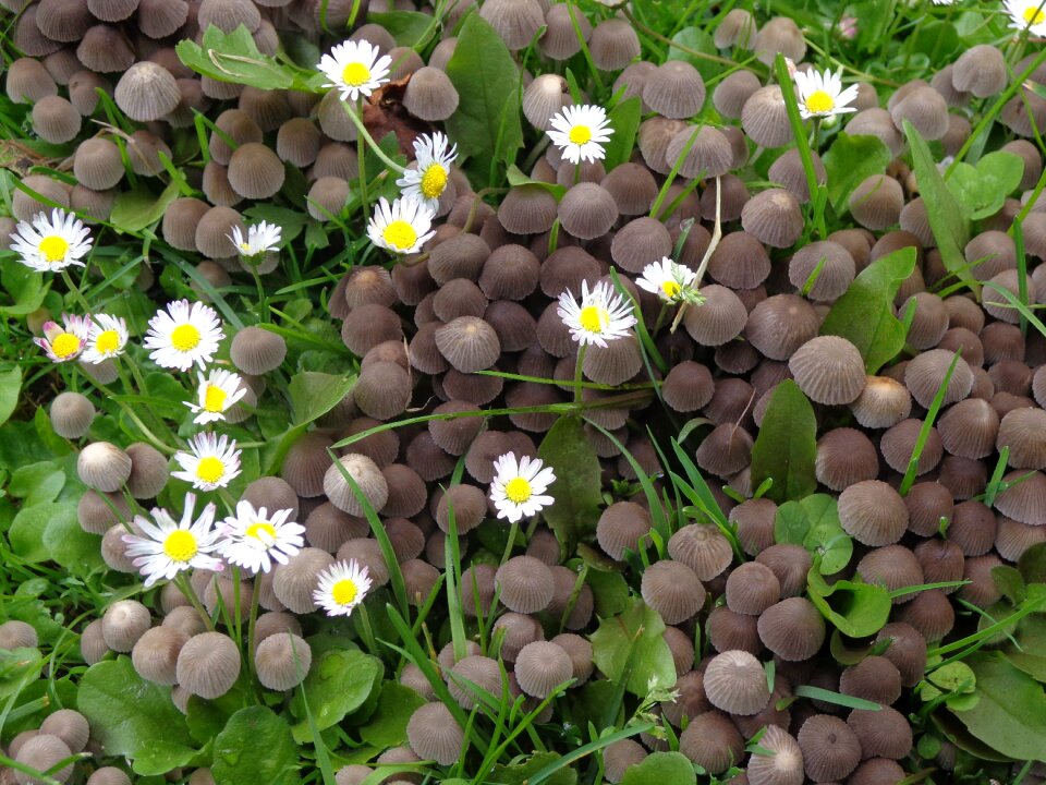 Plant meadow daisy
