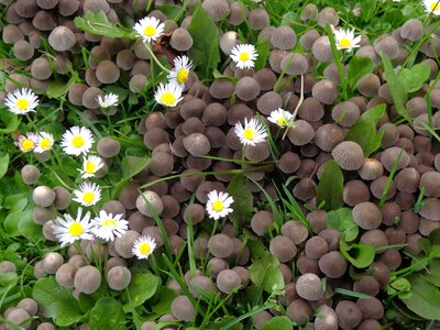 Plant meadow daisy