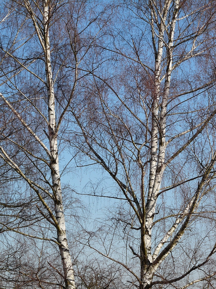 Grove of trees aesthetic branches