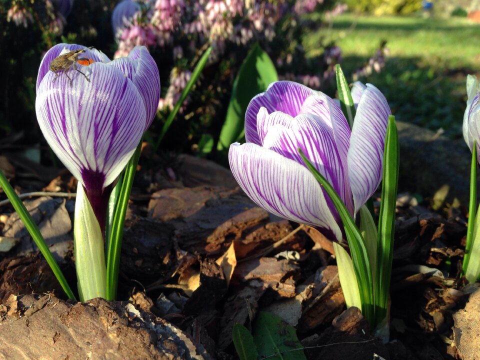 Crocus early bloomer insect